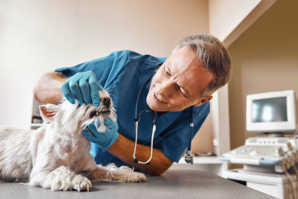 Best Same-Day Emergency Dental Services in Greenville, TX